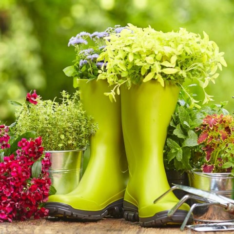 Jardiner la santé : Plantes médicinales à mettre au jardin ce printemps