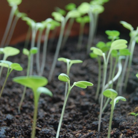 Pousses et germinations, pour cultiver la santé !